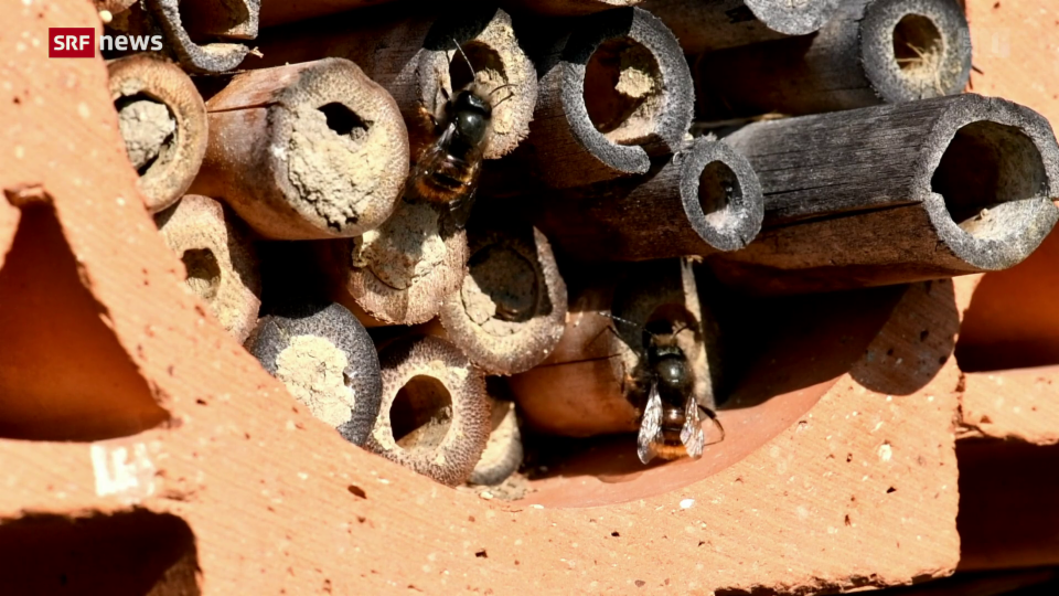 Wildbienen kämpfen ums Überleben – gegen Honigbienen