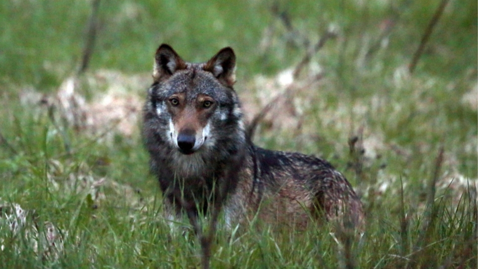 Ständerat will vorsorglichen Abschuss von Wolfsrudeln erlauben