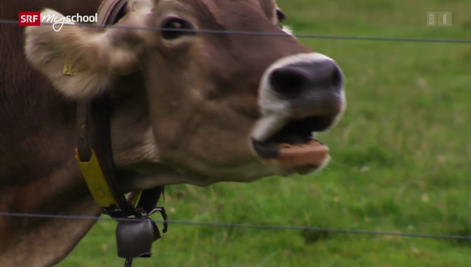 Die Kuh und ihr Horn - Treffpunkt - SRF