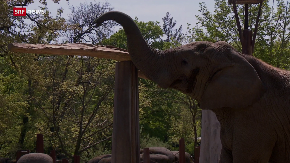 Archiv: Zolli-Elefant wird zum Internet-Star