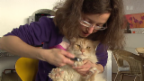 Video «Alles für die Katz – Tierliebe um jeden Preis» abspielen