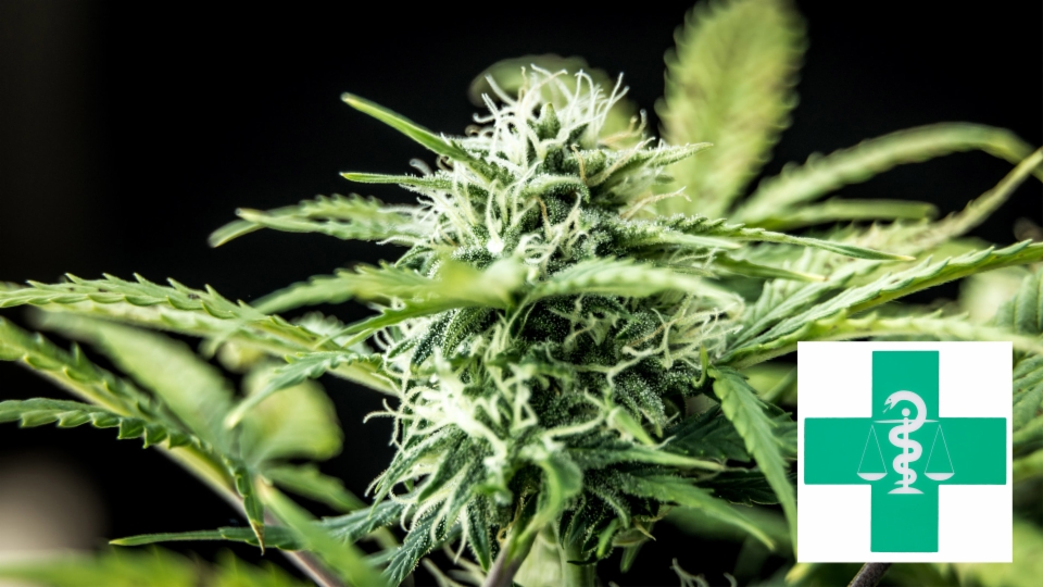 Archiv: Cannabis – von der Hippiedroge zum medizinischen Hype