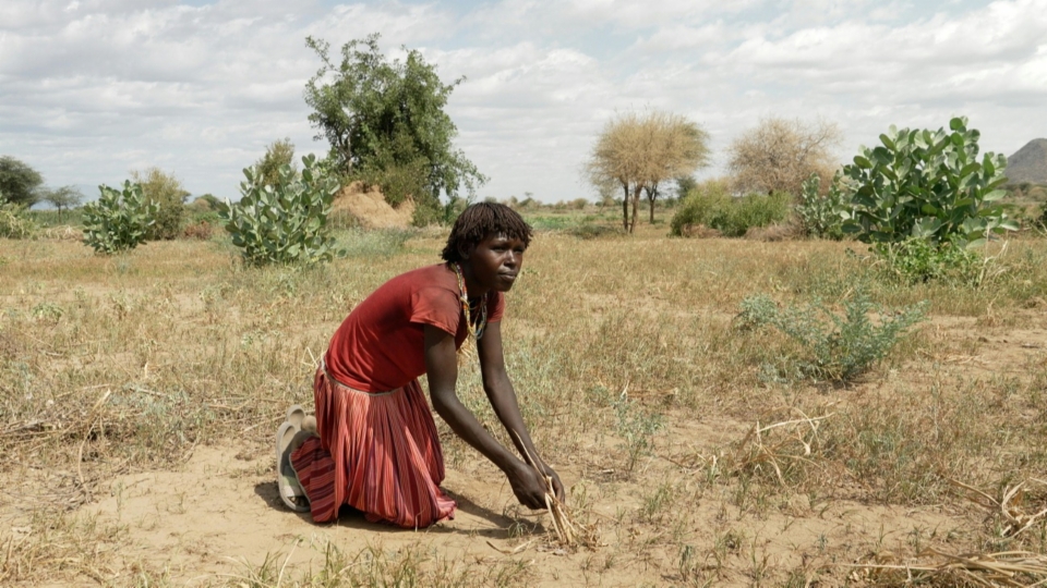 Biotreibstoffe: Verschärfung der Hungerkrise?