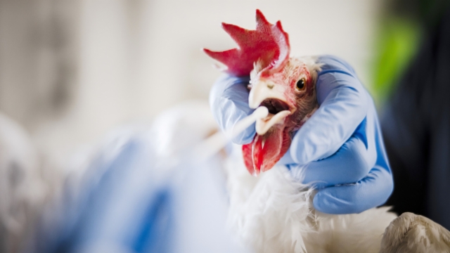 Aus dem Archiv: Vogelgrippe in vollem Gang