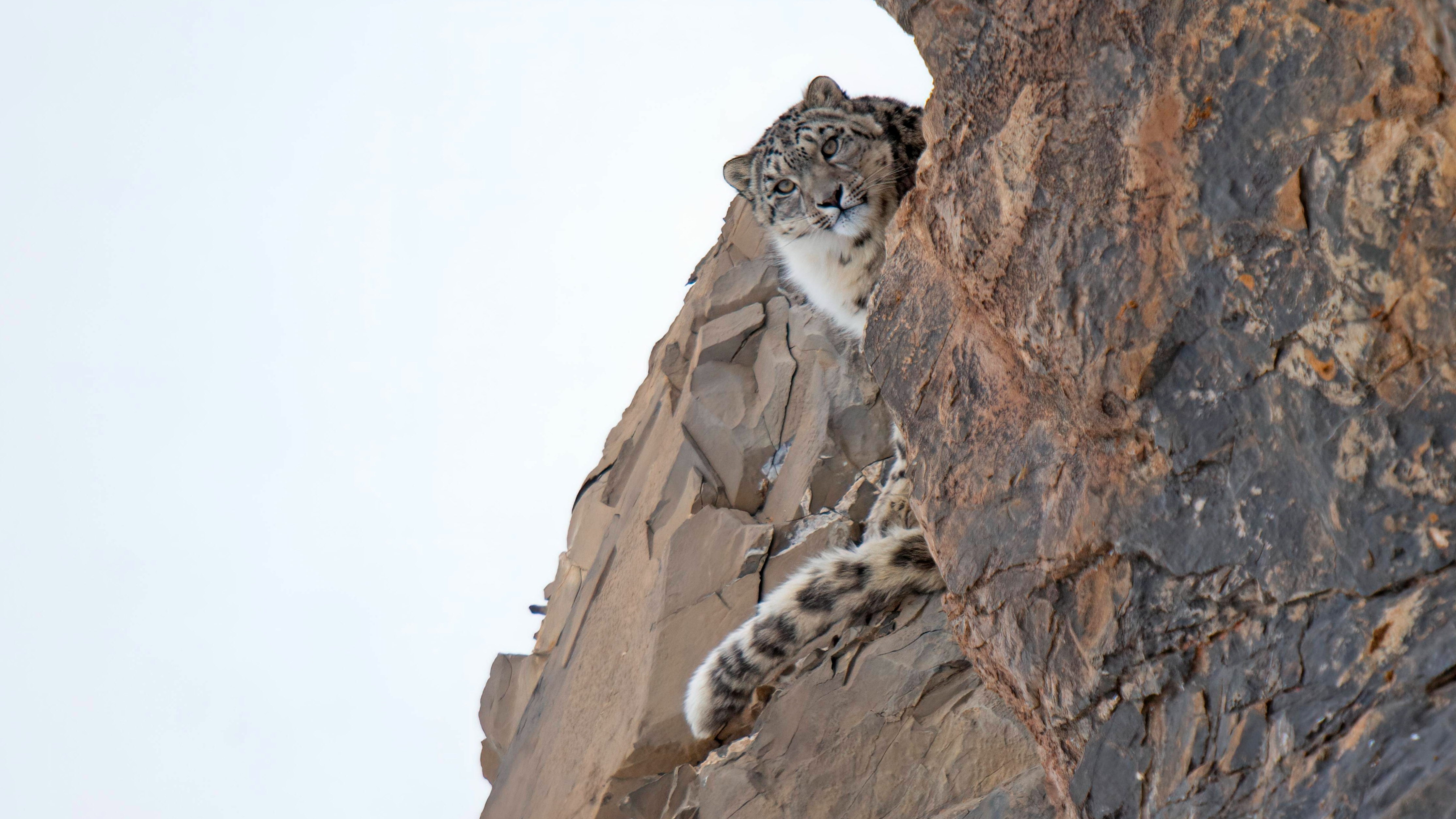 Leopardenmuster: Lasst uns was reißen