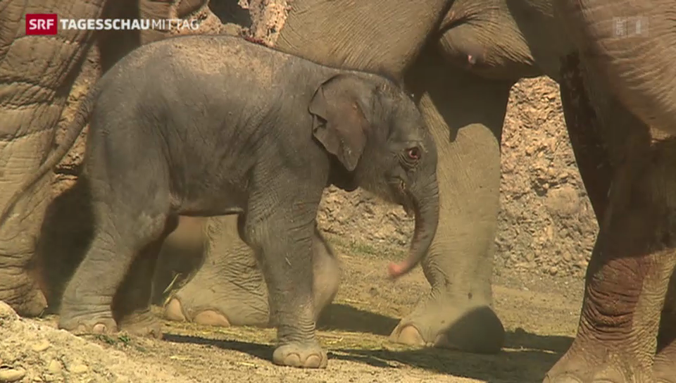 Elefantendame Indi bekommt zum dritten Mal Nachwuchs