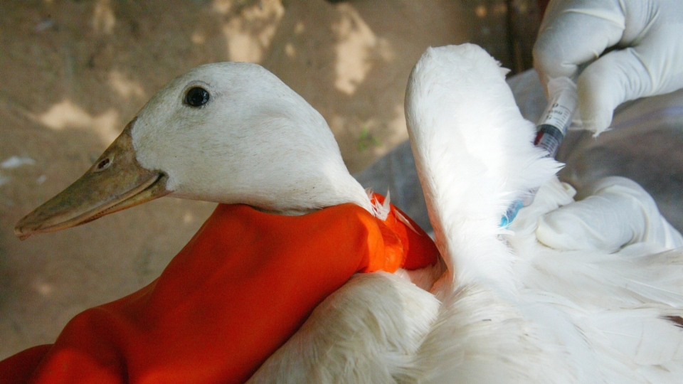 Vogelgrippefälle ein Problem bei Hobbytierhaltenden