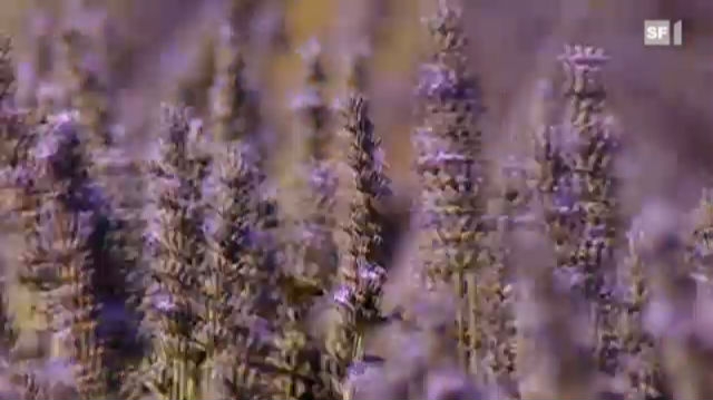 Lavendelöl bekämpft Haut- und Nagelpilz