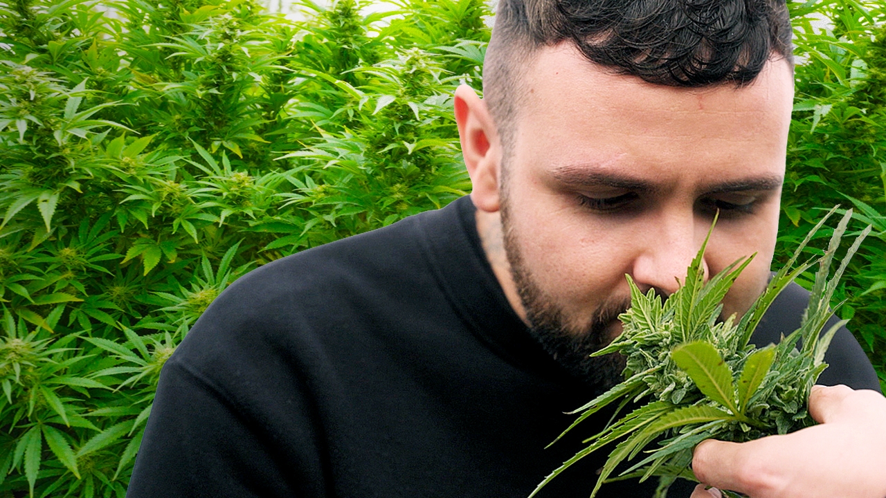 Cannabis-Paradies Uruguay - Marihuana mit Gütesiegel