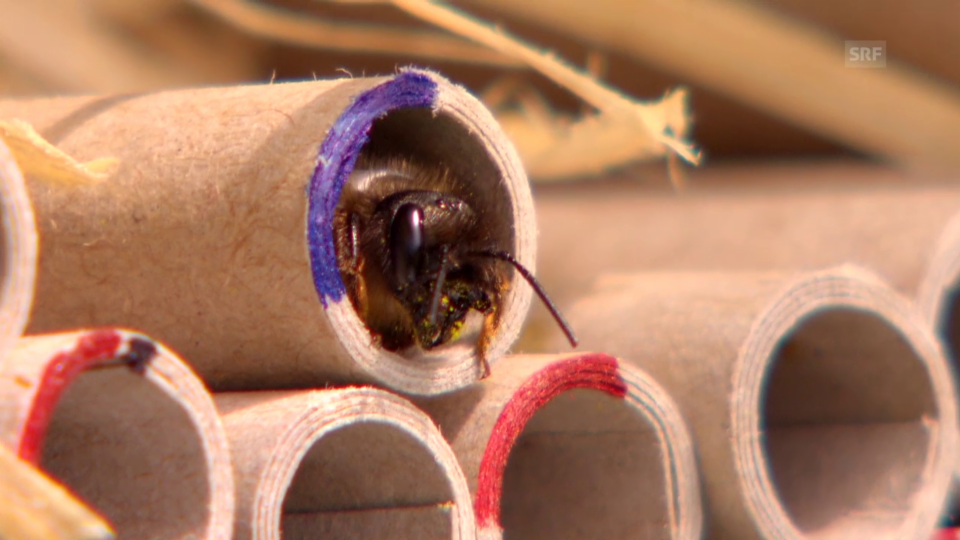 Bienensterben: Pestizide rücken in den Fokus