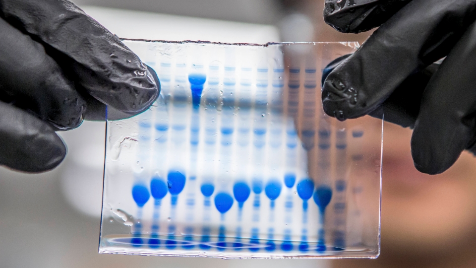 Schwedische DNA-Stammbaumanalyse entlarvt Mörder