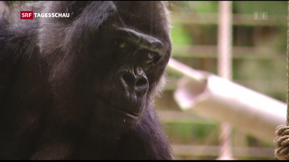 Archiv: Ältester Gorilla im Zoo Basel gestorben
