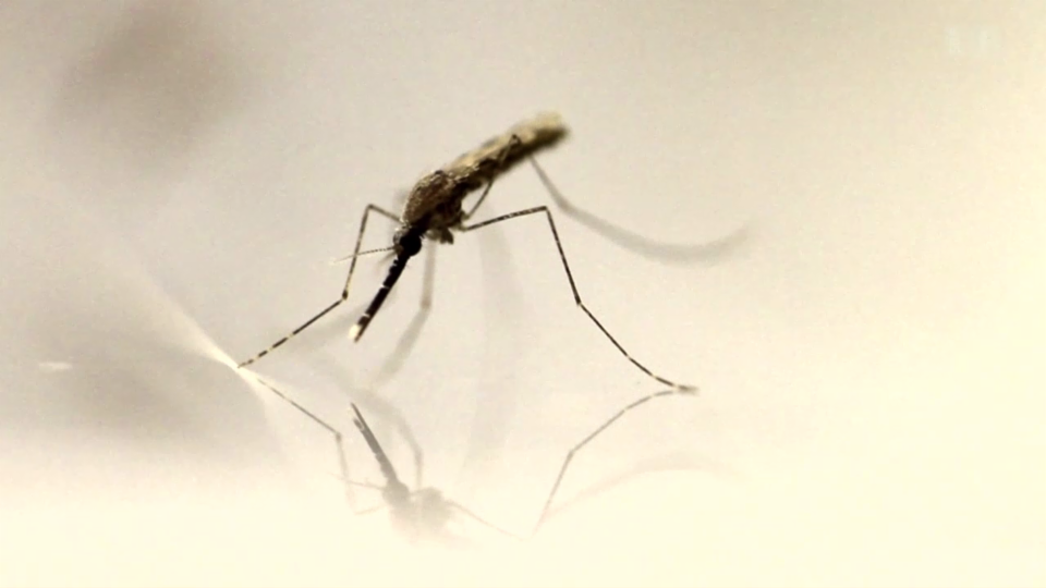 Natürlicher Malariaschutz