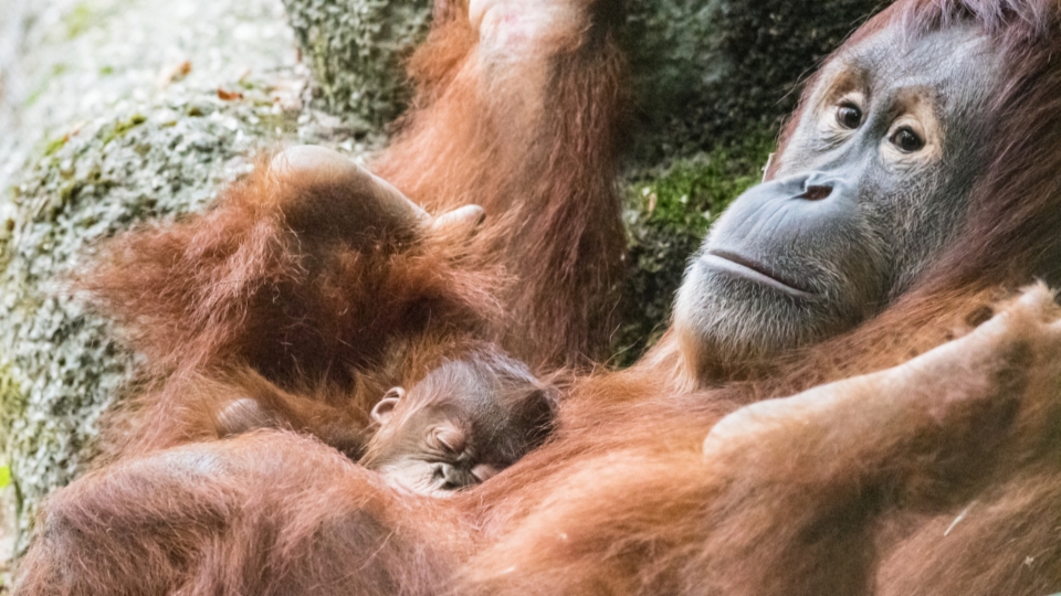 Diese beiden Orang-Utans leben noch im Basler Zoo