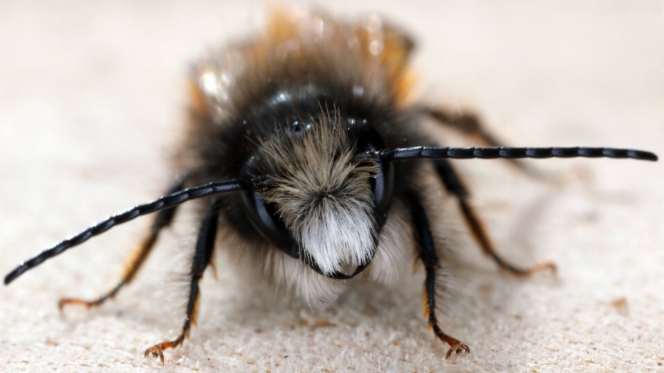 Pestizide und Bienensterben: Gespräch mit einer Bienenforscherin