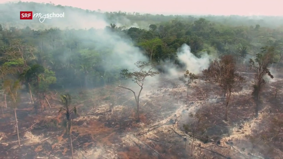 SOS Amazonas - Apokalypse im Regenwald