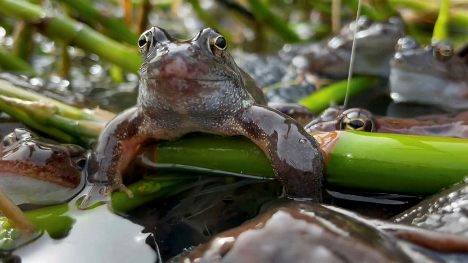 Frösche: Warum die Amphibien bedroht sind