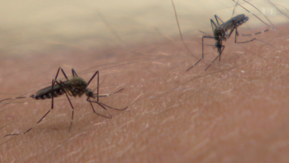Malariamücken verändern den Blutgeruch