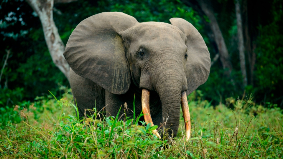 Afrikanische Waldelefanten kurz vor dem Aussterben