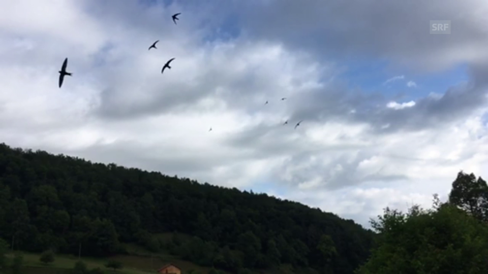 Mauersegler-Flug in Slow Motion (Video: Susanna Meyer)