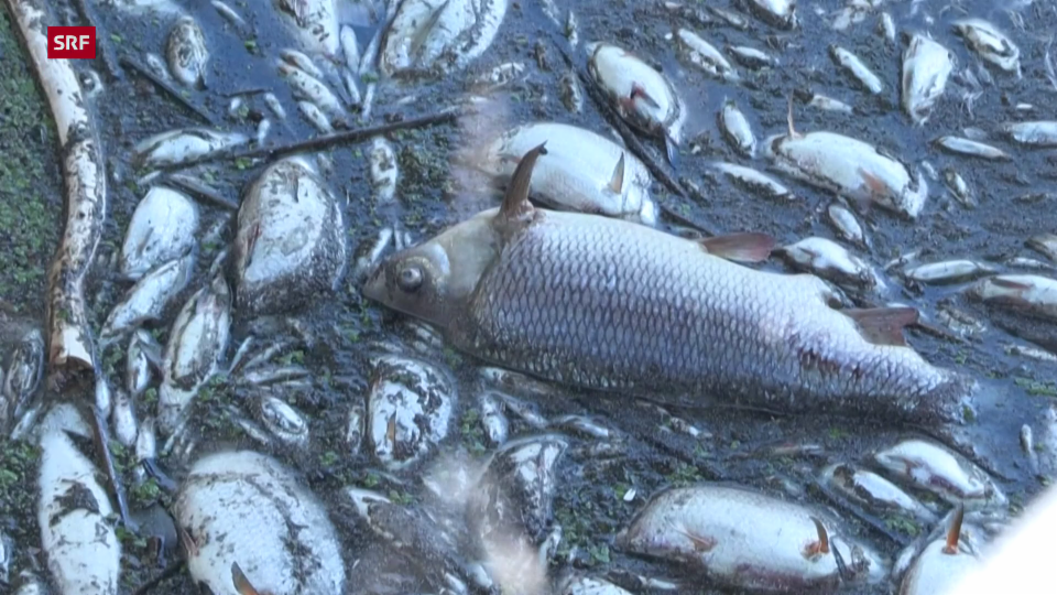 Fischsterben an der Oder
