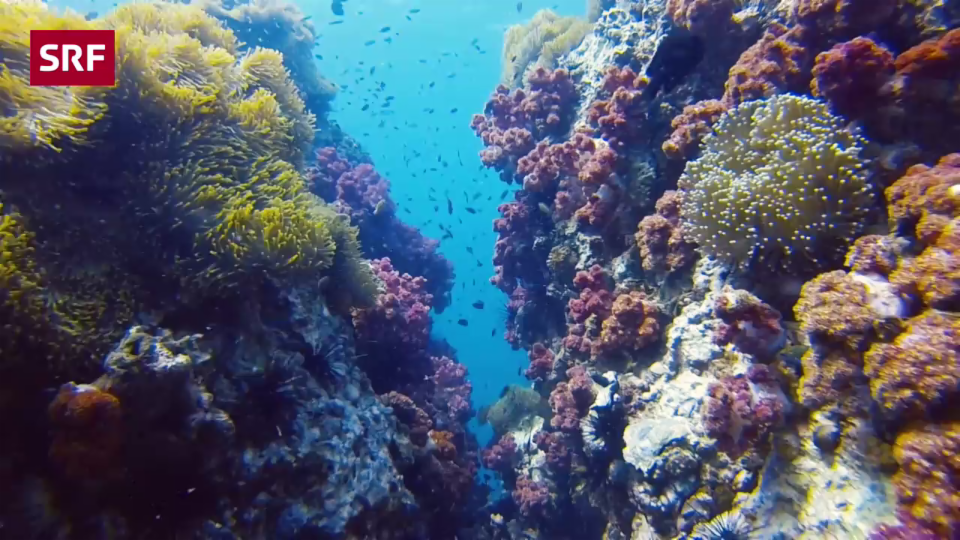 Können hitzeresistente Korallen die Riffe retten?