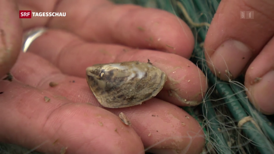 Quagga-Muscheln breiten sich rasant auf Schweizer Seen aus