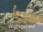 Video «Wolfsgeheul» abspielen
