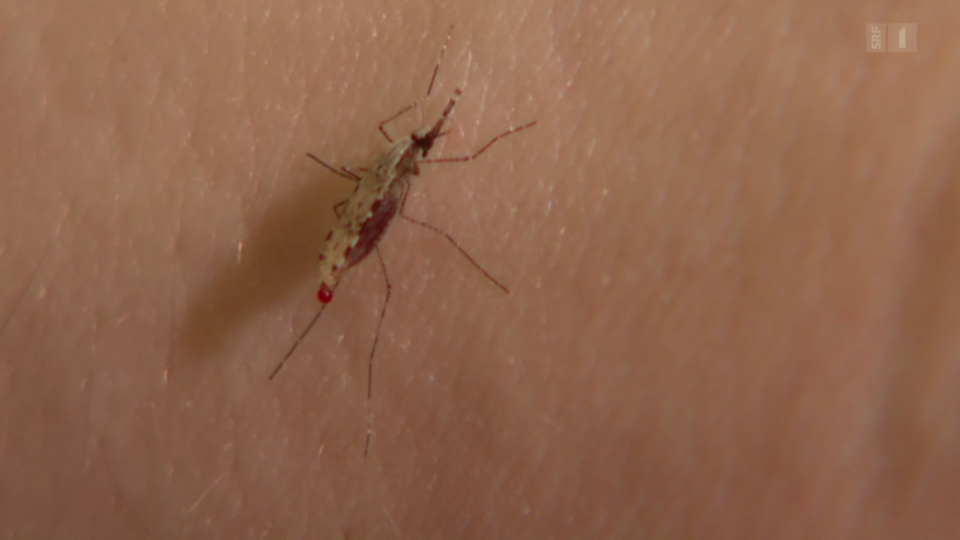 Malaria-Erreger auf dem Vormarsch