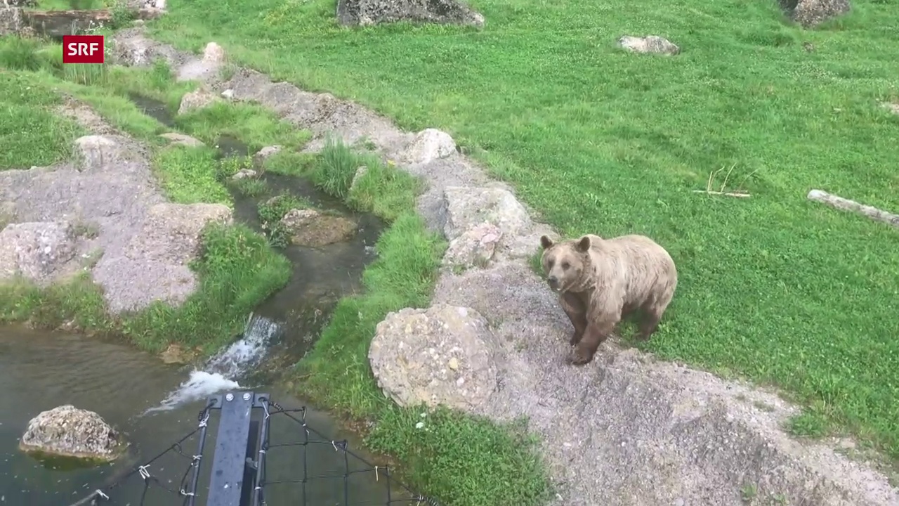 Zusammenleben im Tierpark - Wo sich Bär und Wolf gute Nacht sagen