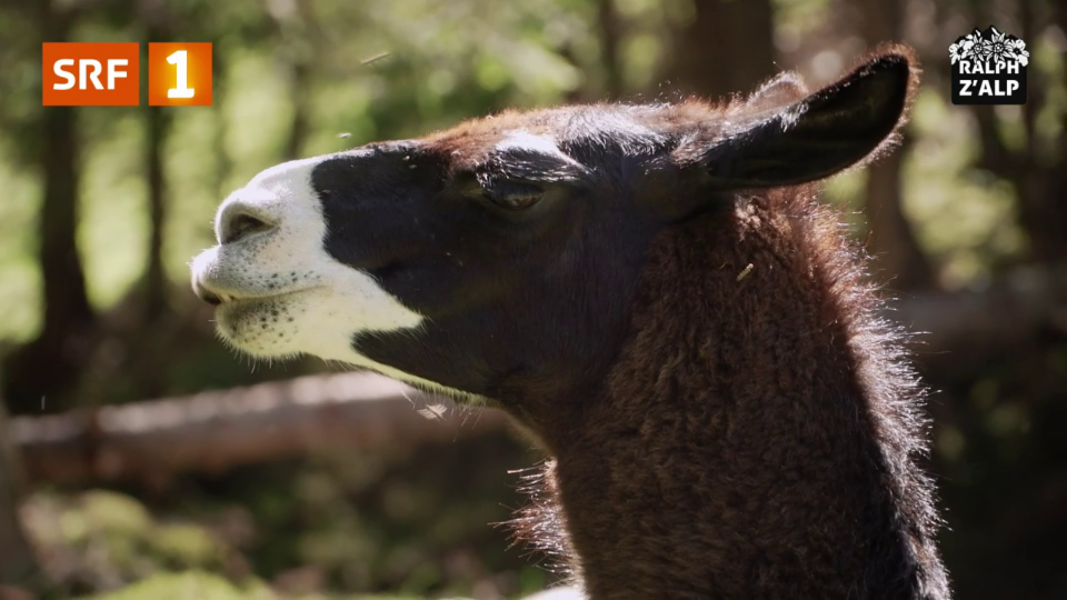 Innovation auf der Alp: Lamas hüten Schafe