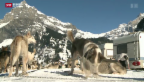 Video «Schweiz aktuell vom 13.02.2014» abspielen