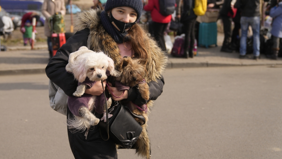 Schweiz lockert Bestimmungen für ukrainische Haustiere