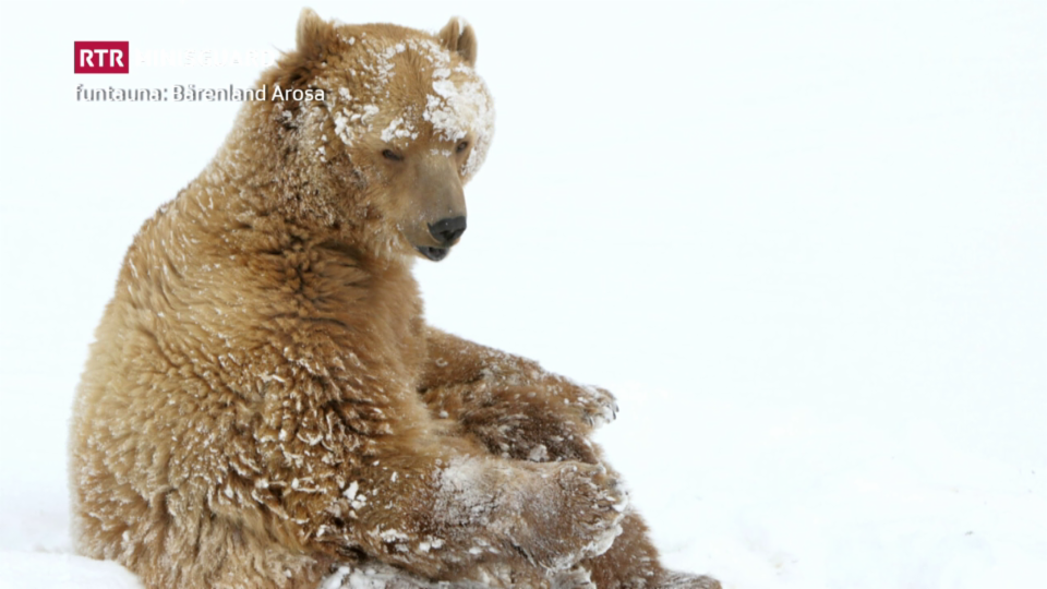 Urs Napa – l'emprim abitant dal parc d'urs ad Arosa è mort