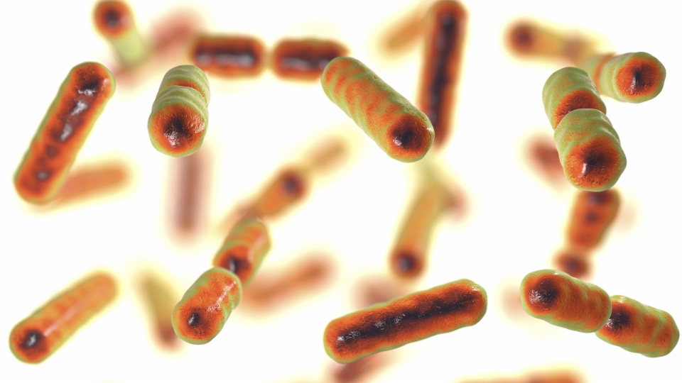 Unterschätztes Mikrobiom – Gesunder Darm, gesunder Mensch?