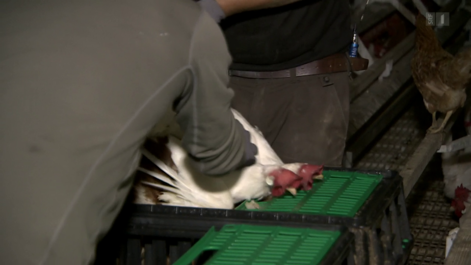 Archiv: Hennenschlachtung – die Wahrheit über das tägliche Ei
