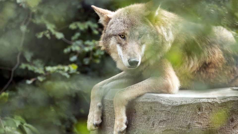 Wie sinnvoll ist die Wolf-Lösung des Ständerats?