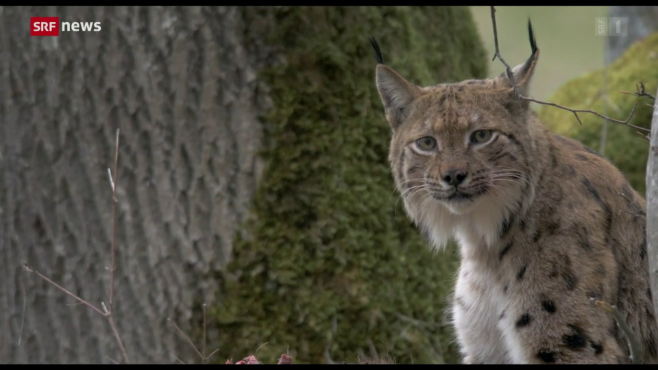 Dokumentarfilm «Lynx» im Schweizer Kino