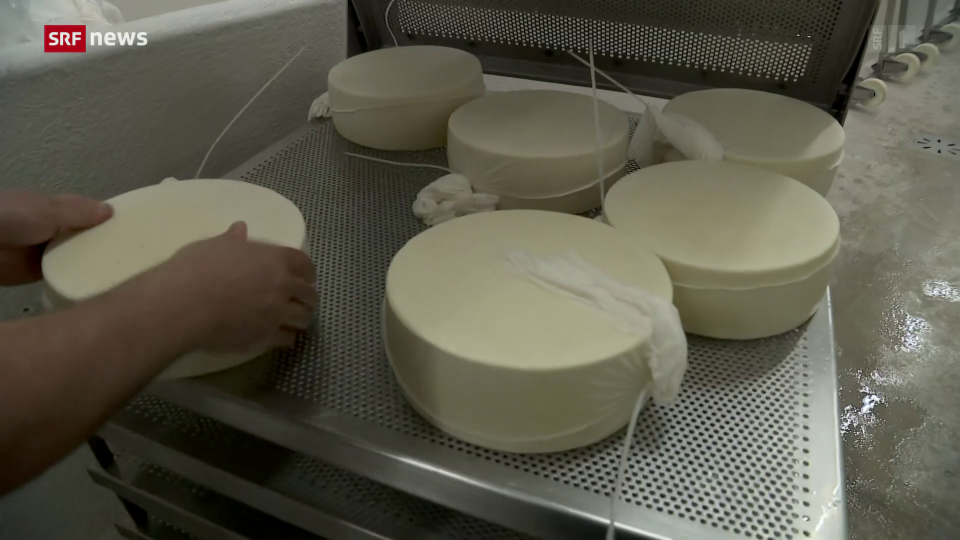 Archiv: Neues Verfahren verkürzt Reifezeit von Käse