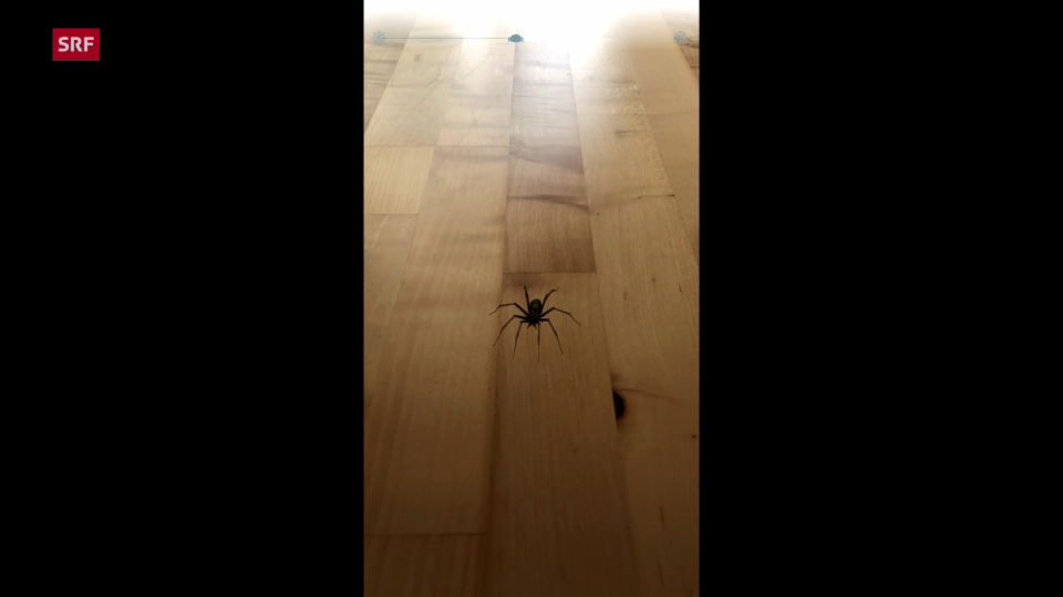 Die App «Phobys» konfrontiert Nutzer mit ihrer Angst vor Spinnen