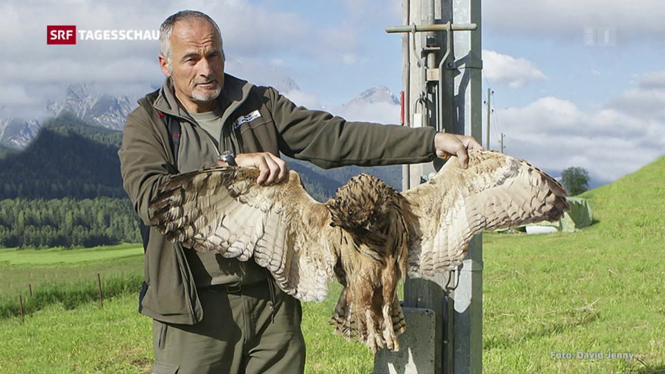 Archiv: Strommasten sind tödliche Fallen für Vögel 