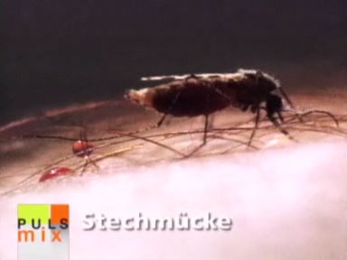 Ultraschall hält Mücken nicht vom Stechen ab