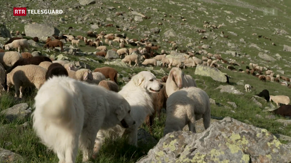 Alp Lavaz e las mesiras da protecziun cunter il luf