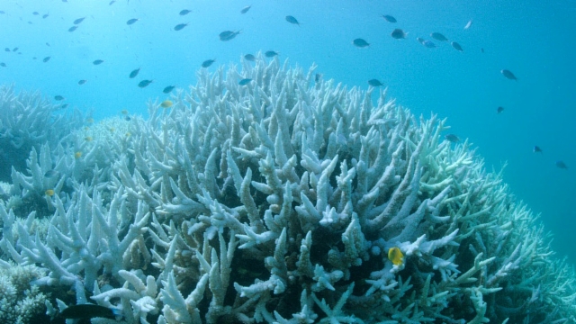 Wie Forschende das Great Barrier Reef retten wollen