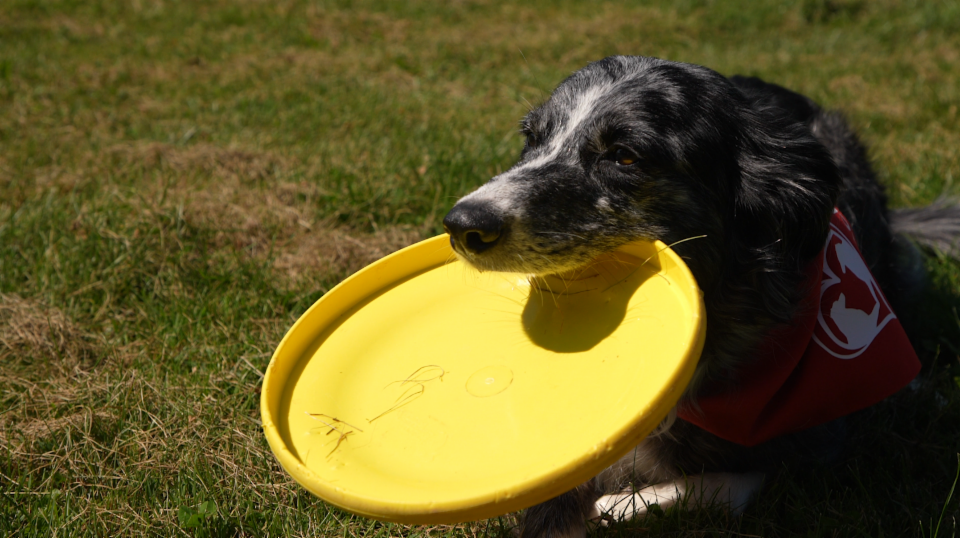 Nascha – Frisbee fangender Discdog (6/15)
