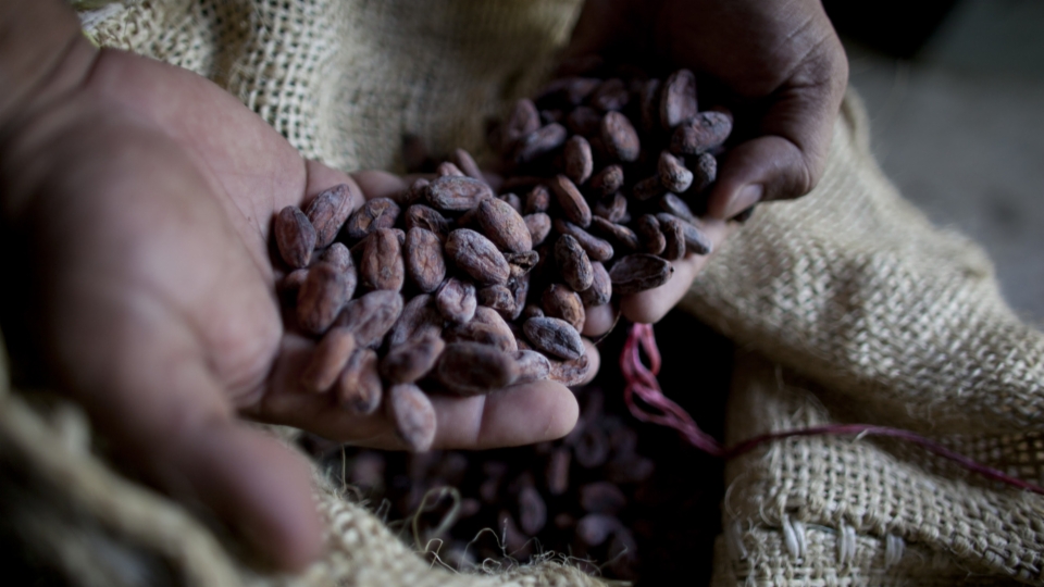 Bauern bleiben trotz steigender Kakaoproduktion arm