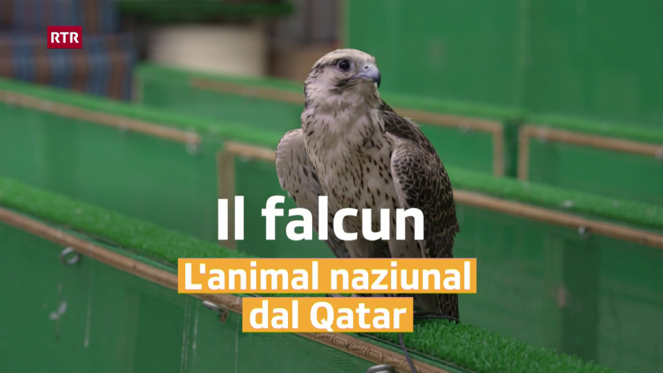 Il falcun – L'animal naziunal dal Qatar