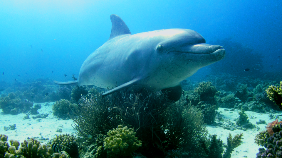 Darum reiben sich Delfine an Korallen