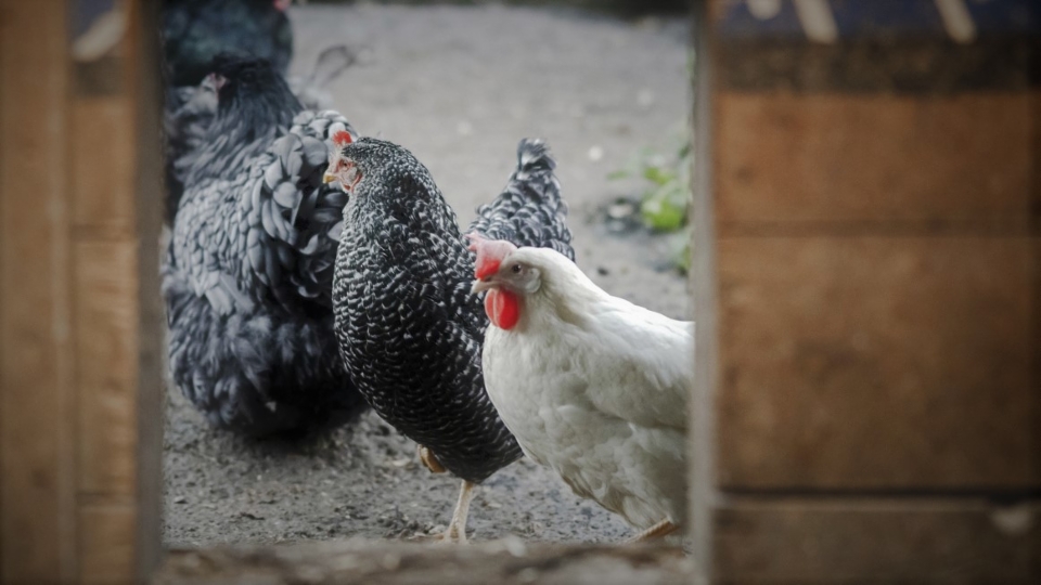 Schweiz: Expertin und Geflügelbranche zu den jüngsten Vogelgrippefällen