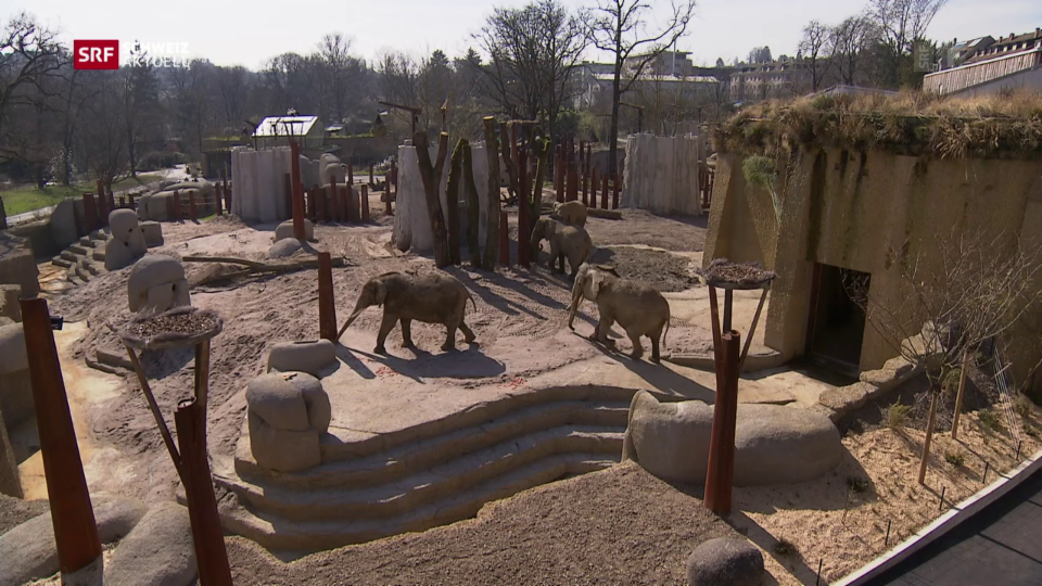 Mehr Platz für die Basler Elefanten